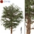 Black Pine: Premium Quality Pinus Nigra 3D model small image 1