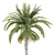 Tropical Palms Trio: Exquisite Greenery 3D model small image 2