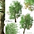 Old World Sycamore Tree Set (2 Trees) 3D model small image 1