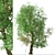 Old World Sycamore Tree Set (2 Trees) 3D model small image 2