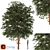 Austrian Black Pine: Polys 786,343 3D model small image 1