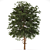 Austrian Black Pine: Polys 786,343 3D model small image 2