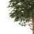 Austrian Black Pine: Polys 786,343 3D model small image 3