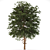 Austrian Black Pine: Polys 786,343 3D model small image 6