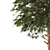 Austrian Black Pine: Polys 786,343 3D model small image 7