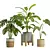 Exotic Indoor Plant Trio 3D model small image 1