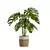 Exotic Indoor Plant Trio 3D model small image 3