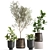 Exotic Plant Collection: Olive, Ficus, Croton, in Stylish Metal Pots 3D model small image 1