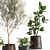 Exotic Plant Collection: Olive, Ficus, Croton, in Stylish Metal Pots 3D model small image 4