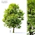 Field Maple Tree: Vray & Corona Ready 3D model small image 1