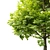 Field Maple Tree: Vray & Corona Ready 3D model small image 3