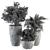 Rock Pot Indoor Plant Set 3D model small image 5