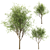 Oak Tree Trio - 3 Sizes 3D model small image 2