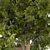 Blooming Chestnut Tree - 3D Model 3D model small image 6