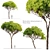 Stone Pine Tree Set (Pinus Pinea) 3D model small image 1
