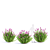 Douglas Spirea Bushes | Spiraea douglasii 3D model small image 5