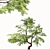 Exquisite Japanese Maple Duo 3D model small image 3