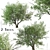 California Bay Laurel Trees (2-Pack): Coastal Beauty for Your Garden! 3D model small image 1