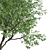 California Bay Laurel Trees (2-Pack): Coastal Beauty for Your Garden! 3D model small image 4