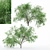 Dual Mesquite Blossoms: Nature-inspired 3D Models 3D model small image 1