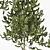 Tall and Realistic Pinus Trees 3D model small image 3