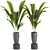 Exotic Indoor Houseplants For Stylish Interiors 3D model small image 3