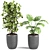 Exotic Indoor Houseplants For Stylish Interiors 3D model small image 4