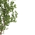 Terminalia Catappa Tree - 3 Sizes 3D model small image 3