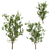 Terminalia Catappa Tree - 3 Sizes 3D model small image 5