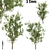 Terminalia Catappa Tree - 3 Sizes 3D model small image 6