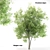 Black Ash Tree - Height 12m 3D model small image 1