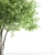 Black Ash Tree - Height 12m 3D model small image 2