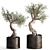 Exotic Olive Tree in Rusty Vase - Plant Collection 989 3D model small image 1