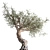 Exotic Olive Tree in Rusty Vase - Plant Collection 989 3D model small image 3