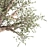 Exotic Olive Tree in Rusty Vase - Plant Collection 989 3D model small image 5