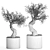 Exotic Olive Tree in Rusty Vase - Plant Collection 989 3D model small image 6