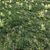 Lush Green Grass Pack: Effortlessly Create Stunning Landscapes 3D model small image 4