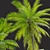 Tropical Majesty: Coconut Palm Trio 3D model small image 3