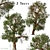 Rare Foxtail Pine Set (2 Trees) 3D model small image 1