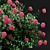 Huge Variety Bigleaf Hydrangeas in 4 Beautiful Colors 3D model small image 5