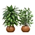 Designer Indoor Plants Collection 3D model small image 4