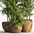 Elegant Indoor Plant Set 3D model small image 2