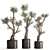 Exotic Olive Tree Collection 3D model small image 6