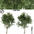 2 Ash Trees: Beautiful & Hardy 3D model small image 1