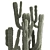 Exotic Cactus Collection in Stylish Metal Pots 3D model small image 5