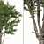 European Nettle Tree Set (2 Trees) 3D model small image 4