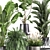 Exotic Plant Collection: Palms, Ferns, and Bananas 3D model small image 3