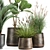 Tropical Plant Collection in Stylish Pots 3D model small image 5