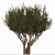 Evergreen Arbutus unedo Tree Set 3D model small image 2