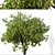 Luscious Lemon Duo: Citrus limon Tree Set 3D model small image 6